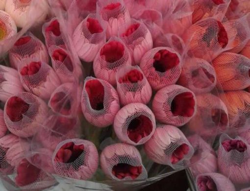 Redes Plásticas Para Rosas e Gérberas - Imagem 4