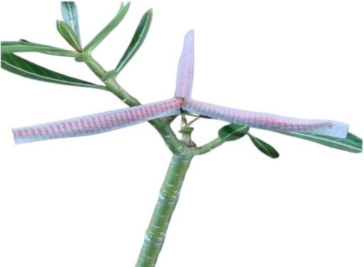 Redes Plásticas Para Rosas e Gérberas - Imagem 7