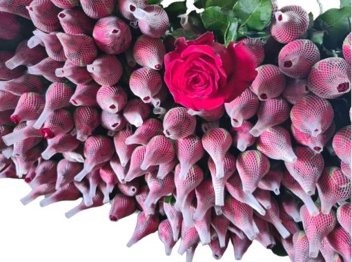 Redes Plásticas Para Rosas e Gérberas - Imagem 5